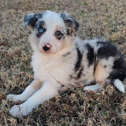 Saphira-ABCA - Blue merle female Border Collie puppy in Bixby, Oklahoma from Bond Border Collies
