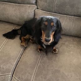 Maverick - Dachshund