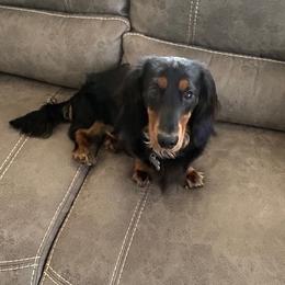 Maverick - Dachshund