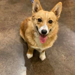 Pembroke Welsh Corgi All Grown Up from JK Corgis