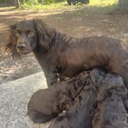 Boykin Spaniel Puppies from White Acres
