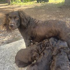 Boykin Spaniel Puppies from White Acres
