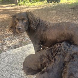Boykin Spaniel Puppies from White Acres