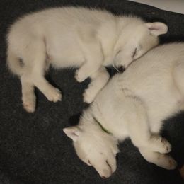 Siberian Husky Puppies from Coral Gables Siberians