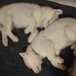 Siberian Husky Puppies from Coral Gables Siberians