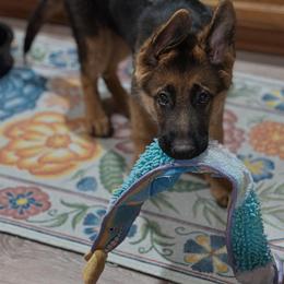 German Shepherd Puppies from Ewig Krieger Kennels
