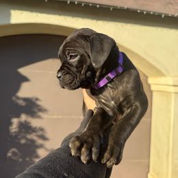 Cane Corso Puppies from ThinLine Cane Corso