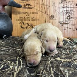 Baby Girl 1 - Yellow female Labrador Retriever puppy in Chatfield, Minnesota from Next Generation