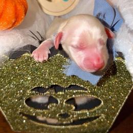 Stay Puft - Cream male Dachshund puppy in Hopwood, Pennsylvania from Libby’s Legacy Doxies LLC
