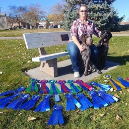 German Wirehaired Pointer All Grown Up from WyoWires German Wirehaired Pointers