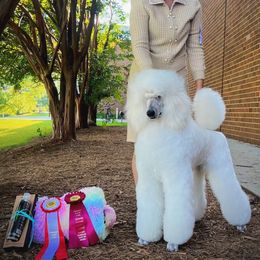 Chinese Crested and Poodle Puppies from Sommer Standards & Chinese Cresteds