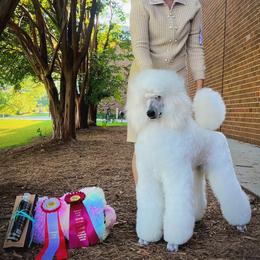 Chinese Crested and Poodle Puppies from Sommer Standards & Chinese Cresteds