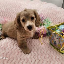 Elsa - Cream female Dachshund puppy in Sarah, Mississippi from White's Mississippi Doxies