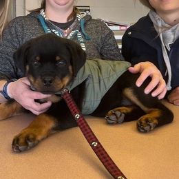 Rottweiler Puppies from Harris Hill Rottweilers
