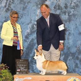 Cassie - Pembroke Welsh Corgi
