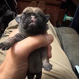 Willow - Fawn female Pug puppy in Moorefield, West Virginia from Wratchford Farms