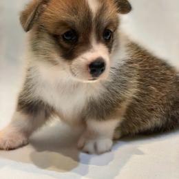 Glyn - Red male Pembroke Welsh Corgi puppy in Inola, Oklahoma from Pine Lane Pembrokes