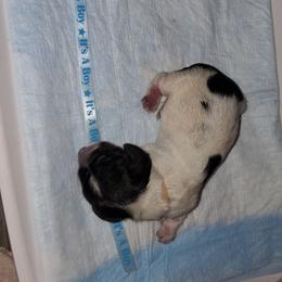 Buttercup - Piebald male Dachshund puppy in Pekin, Illinois from Paula's Dachsunds