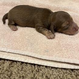 Girl 1 - Dachshund puppy in Perris, California from Doxie_pupps