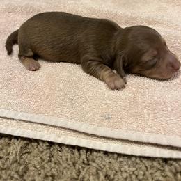 Girl 1 - Dachshund puppy in Perris, California from Doxie_pupps