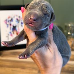 Fern - Blue female Great Dane puppy in Ardmore, Alabama from Delta Danes