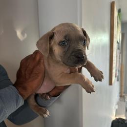Girl 2 - Fawn female Cane Corso puppy in Waldorf, Maryland from Myles High Dog Club