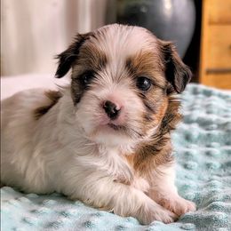 Tres leche - Black gold and white male Shorkie puppy in Idaho from Little Rascal Ranch
