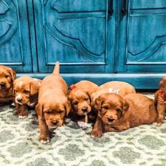Cavapoos, Labradoodles, and Labrador Retrievers from Ruby Red Labs and Doodles