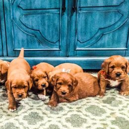 Cavapoos, Labradoodles, and Labrador Retrievers from Ruby Red Labs and Doodles