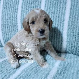 Pink collar Lainey - Apricot female Goldendoodle puppy in Fairmount, Indiana from Capens' Doodles,Poodles and Poo's
