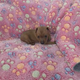 Purple collar, girl - Red female Miniature Pinscher puppy in Acworth, Georgia from Stonewood Dobermans and Min Pins
