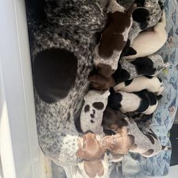 German Shorthaired Pointer Puppies from Red Hills GSPs