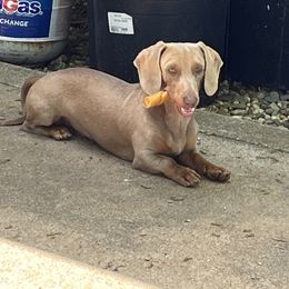 Vinny - Dachshund