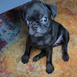 Pug Puppies from Hatfield Pugs