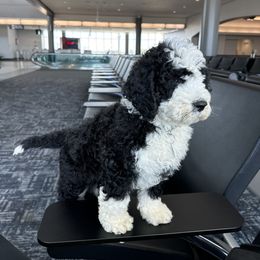 Portuguese Water Dog Puppies from Cornerstones Porties