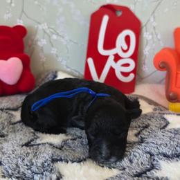 Joey ( Blue collar) - Black and white male Schnoodle puppy in Novinger, Missouri from Stormi Sky Schnoodles