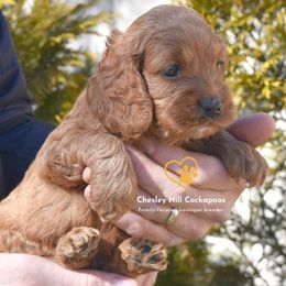 Cockapoo Puppies from Chesley Hill Cockapoos