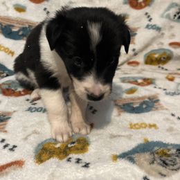 Joan Jett - gold - Black and white female Border Collie puppy in St. Cloud, Florida from Marcy's Border Collies