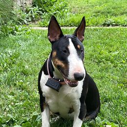 Turtle - Bull Terrier