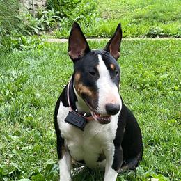 Turtle - Bull Terrier