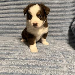Red tri female - Red tri female Miniature Australian Shepherd puppy in Washington, Indiana from Southern Indiana Mini Aussies