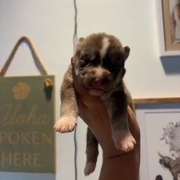 Girl 2 - Red and white female Siberian Husky puppy in Pelham, Alabama from Tails & Belles Dog Breeding