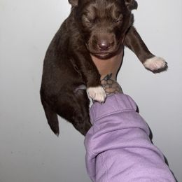 Boy 3 - Red and white Siberian Husky puppy in Jonesborough, Tennessee from Dry Creek Siberians