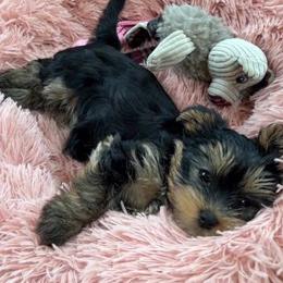 Eva - Black and tan female Yorkshire Terrier puppy in Boston, Massachusetts from Emilia's Yorkshire Terriers