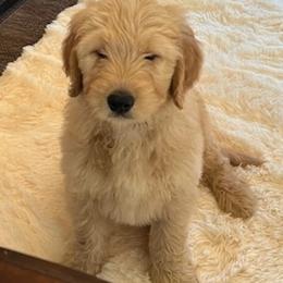 Goldendoodles from Those Cool Doods
