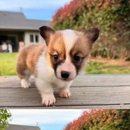 Girl 2 - Sable female Pembroke Welsh Corgi puppy in Snelling, California from A/L Corgi Canines