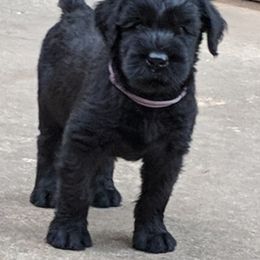 Giant Schnauzer Puppies from Riesenschnauzers von Reh Bach