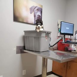 Siberian Husky Puppies from Xk siberians