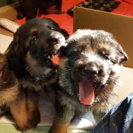 German Shepherd Puppies from Sevilla German Shepherds