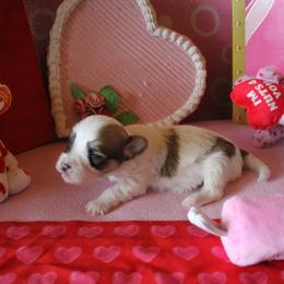 Pondo - Gold sable male Havanese puppy in Sunriver, Oregon from Contigo Havanese